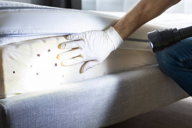 Best Termite Control Services  in Carey, ID